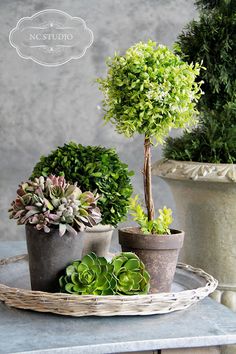 indoor plants, cottage, style, decorating
