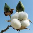 cotton, plant