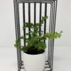 Black Iron Basket/Shelf - Image 3