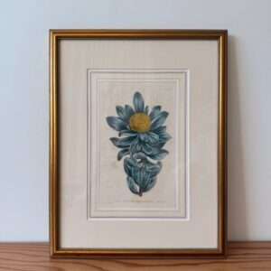 botanical art