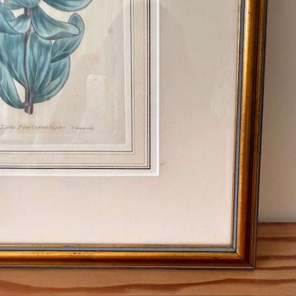 botanical art