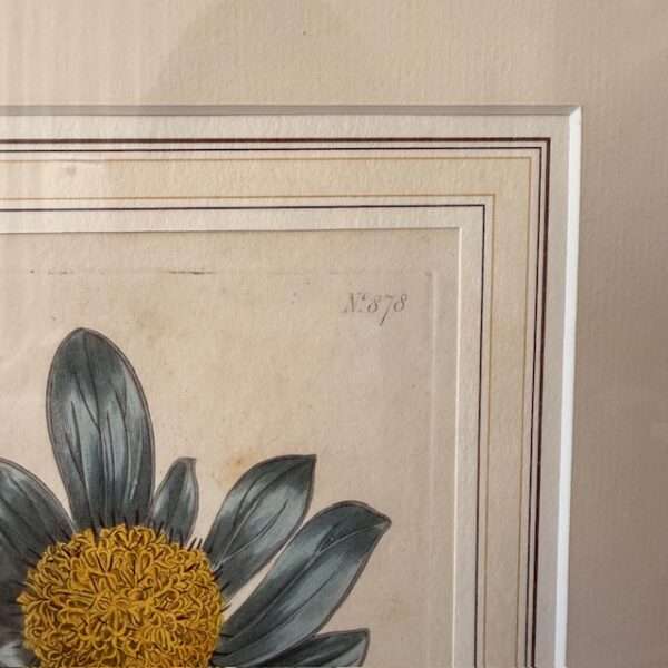 botanical art